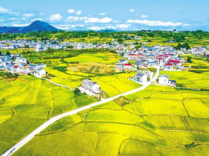 A glimpse of rice fields in Zhushan County