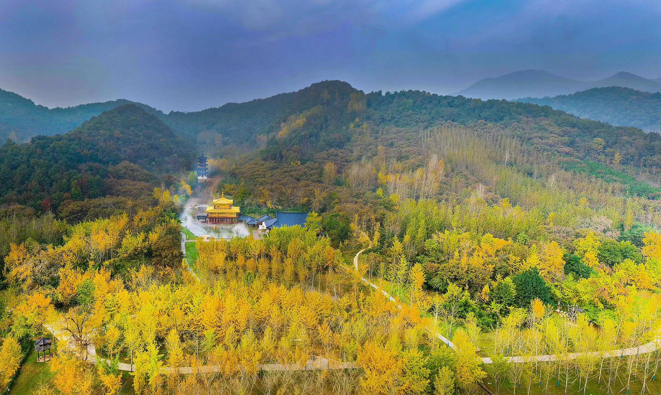 In pics: Golden ginkgo leaves draw tourists in Suizhou