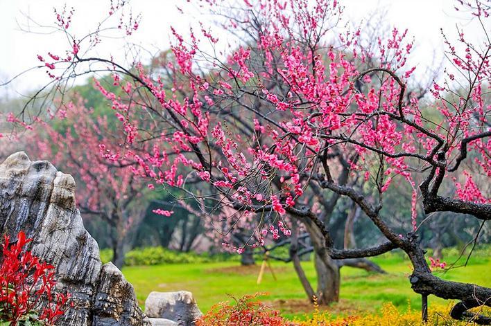 Plum blossoms enter peak bloom season at East Lake Plum Garden