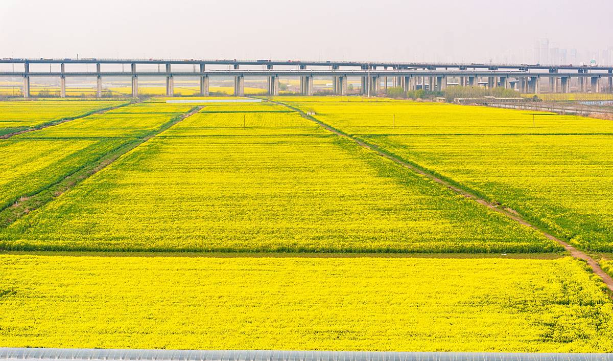 Rapeseed flowers in full bloom on Wuhan's Tianxingzhou